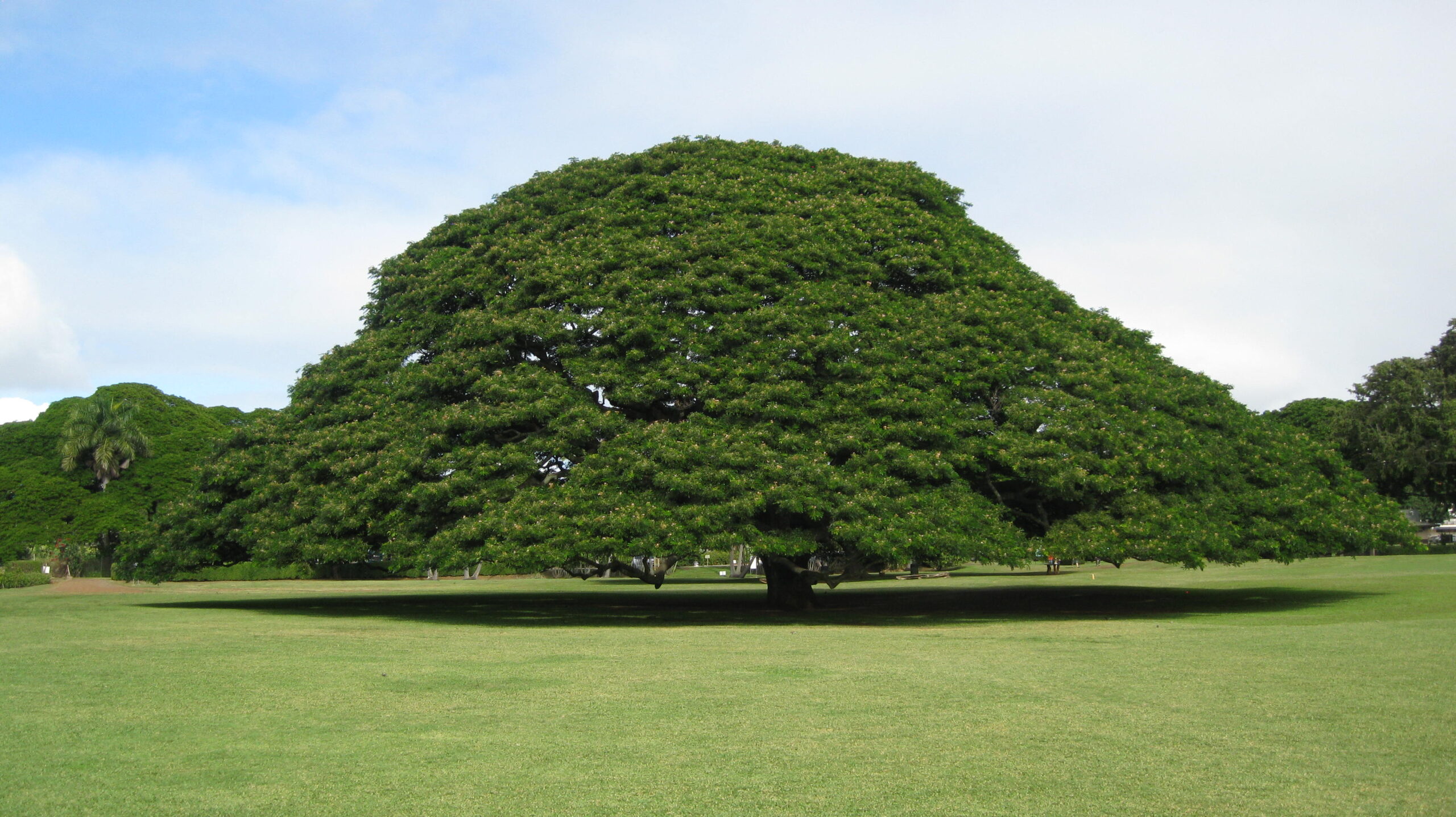 デジタル改革関連法の成立を受けて想う「地球に優しいITガバナンスを」